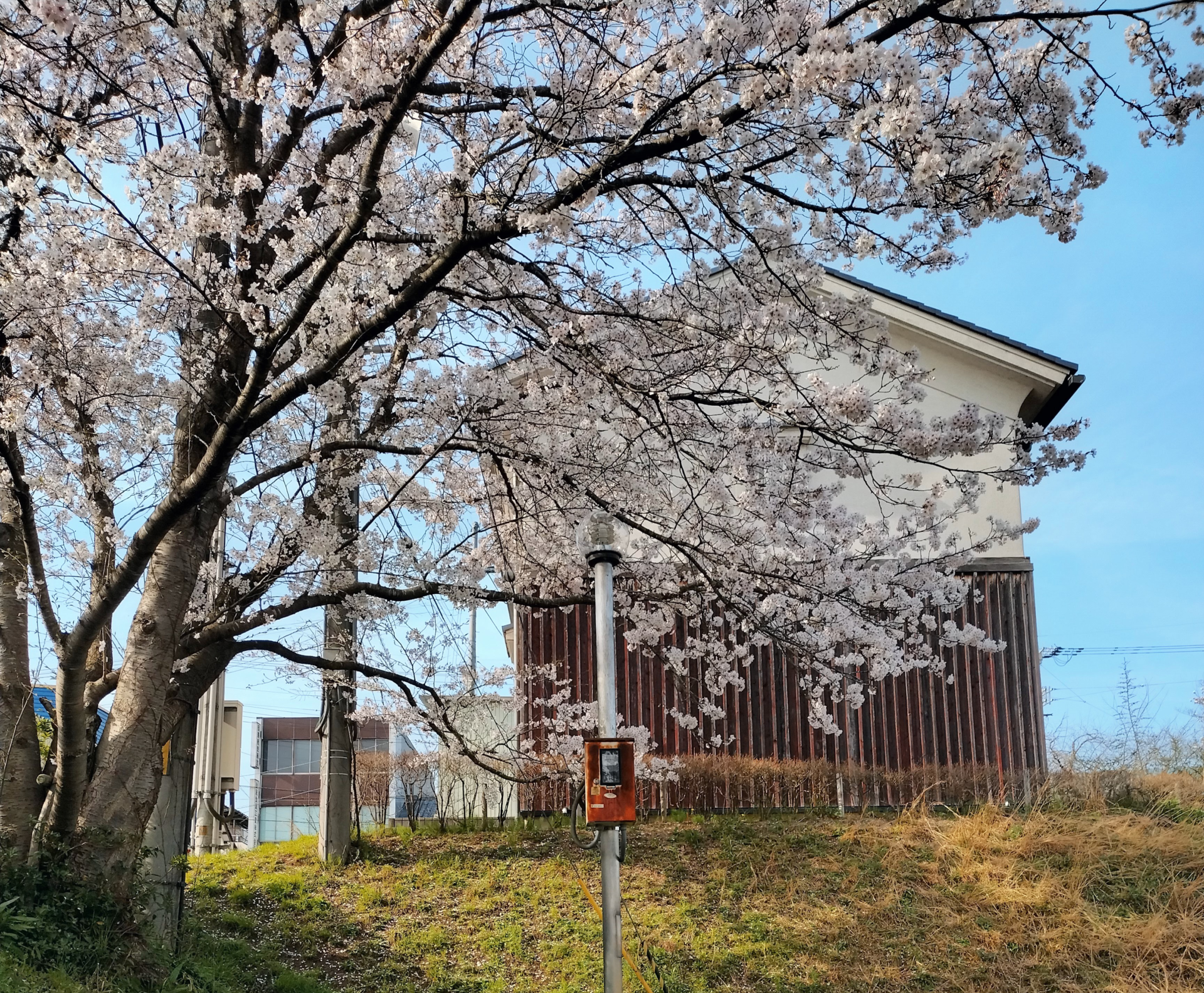 sakura flower