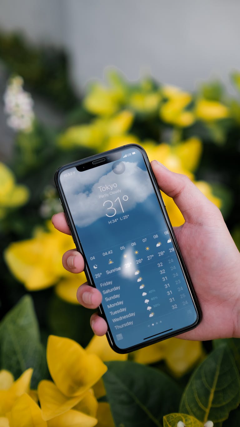 Person holding a smartphone displaying Tokyo weather forecast with yellow flowers in the blurred background.