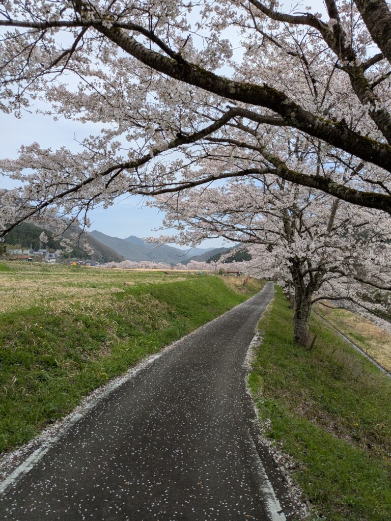 🌸 Yabu Sakura Day Trip – 1 Day Itinerary